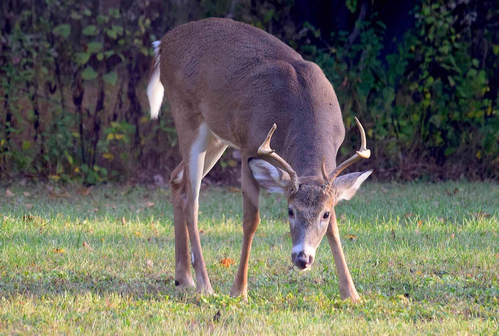 Deer grazing in a field of grass